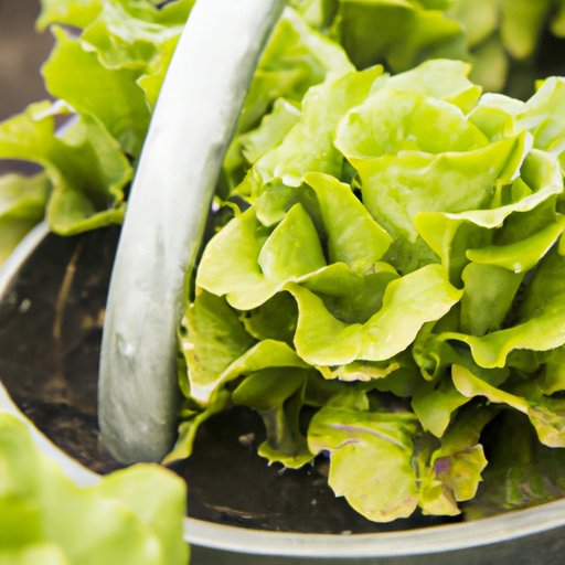 How to Effectively Harvest Lettuce: A Step-by-Step Guide