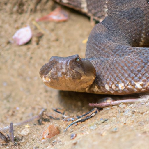 How to Identify a Water Moccasin: A Comprehensive Guide to Staying Safe in the Wild