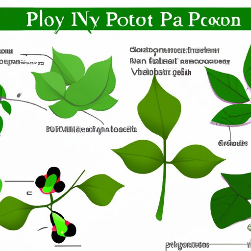 The Ultimate Guide to Identifying Poison Ivy: Tips, Photos, and Insights