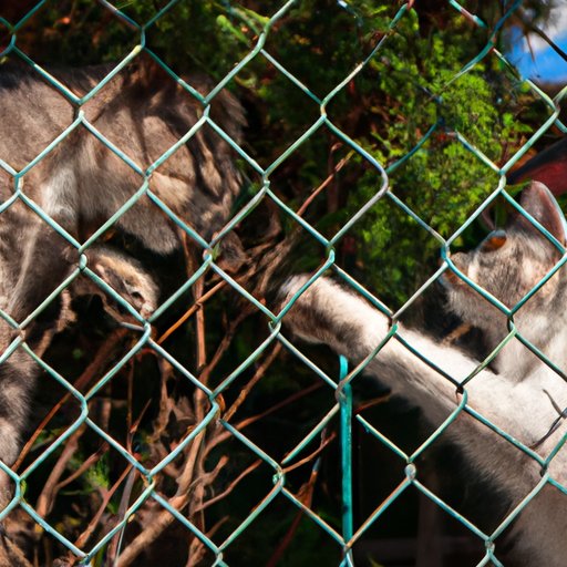 How to Keep Cats Out of Your Yard: DIY Cat Repellent and More