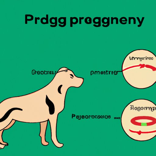 How to Know if Your Dog is Pregnant: Symptoms, Tests, and Care