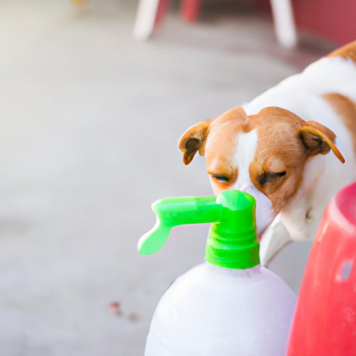 How to Make a Dog Throw Up: A Guide to Inducing Vomiting Safely