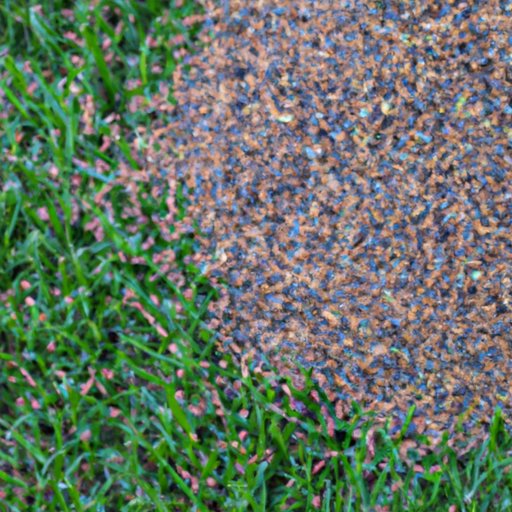 The Ultimate Guide to Overseeding Your Lawn: Benefits, Tips, and Mistakes to Avoid