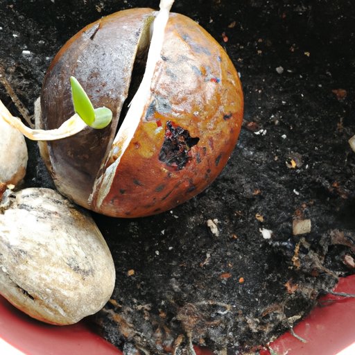 How to Plant an Avocado Seed: The Complete Guide
