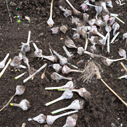 How to Plant Garlic: A Step-by-Step Guide to Growing Garlic