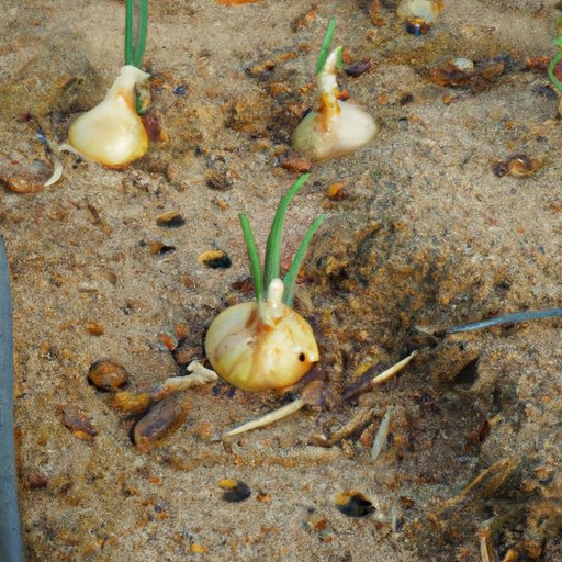 Planting Onions: A Complete Guide for Gardeners