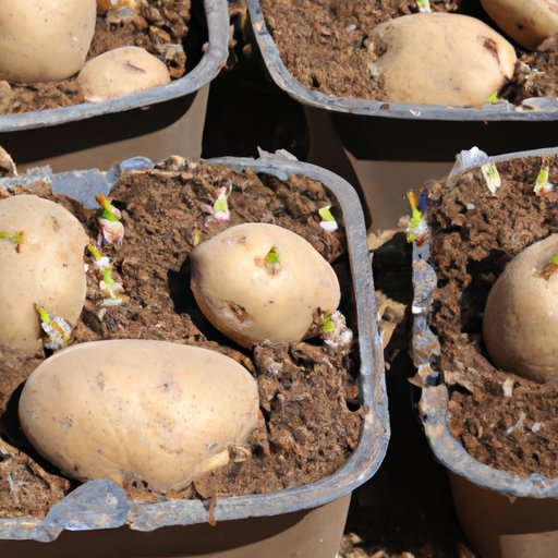 How to Plant Potatoes: A Step-by-Step Guide and Tips