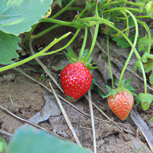 The Beginner’s Guide to Planting Strawberries: Tips and Tricks for a Successful Harvest