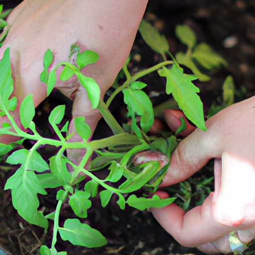 Tomatoes: A Step-By-Step Guide to Plant Juicy Tomatoes