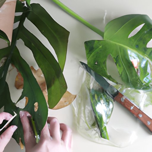 How to Propagate Monstera: Stem Cuttings, Air Layering, and Division