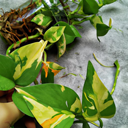 How to Propagate Pothos: The Ultimate Guide for Beginners