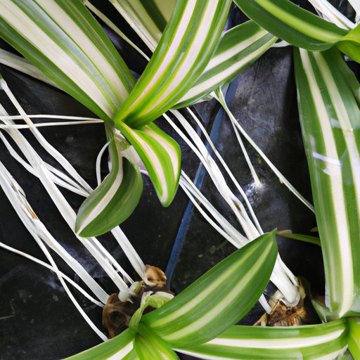The Ultimate Beginner’s Guide to Propagating Spider Plants: Cuttings, Division, and More