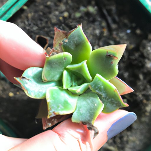 Propagating Succulents: A Step-by-Step Guide to Growing Your Own Plants