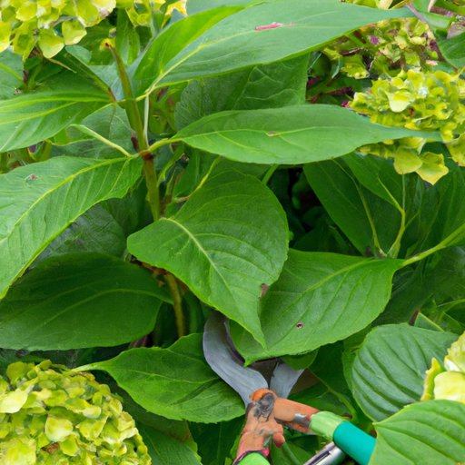 How to Prune Hydrangeas: A Step-by-Step Guide
