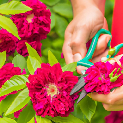 A Comprehensive Guide on How to Prune Roses for Healthy Growth