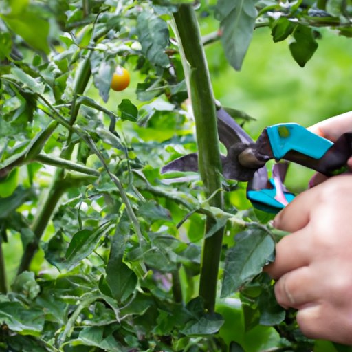 How to Prune Tomato Plants: Tips for a Higher Yield and a Healthier Plant