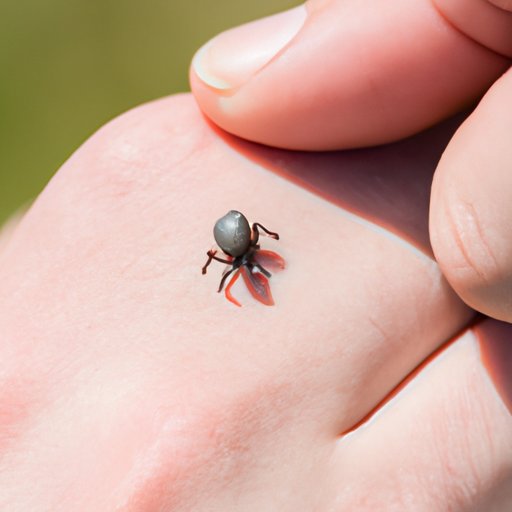 How to Remove Ticks: A Comprehensive Guide to Safely and Effectively Remove Ticks