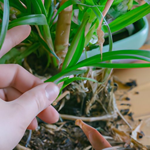 How to Repot a Plant: A Step-by-Step Guide to Happy, Healthy Plants