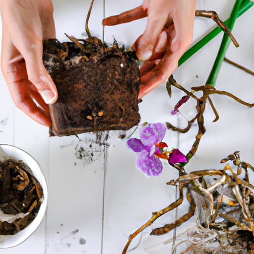 Repotting an Orchid: A Step-by-Step Guide for Healthier Flowers