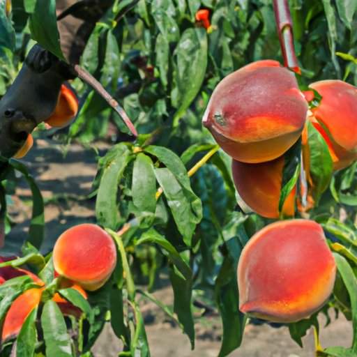 The Art of Ripening Peaches: Tips and Tricks for Perfect Results Every Time