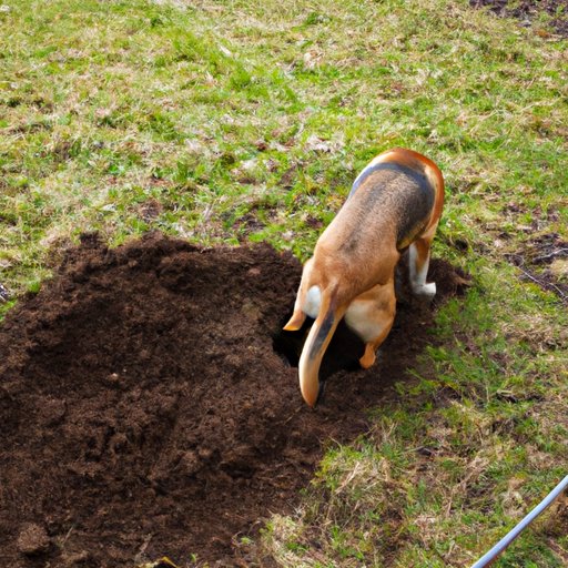 How to Stop Dogs from Digging: Practical Tips and Solutions