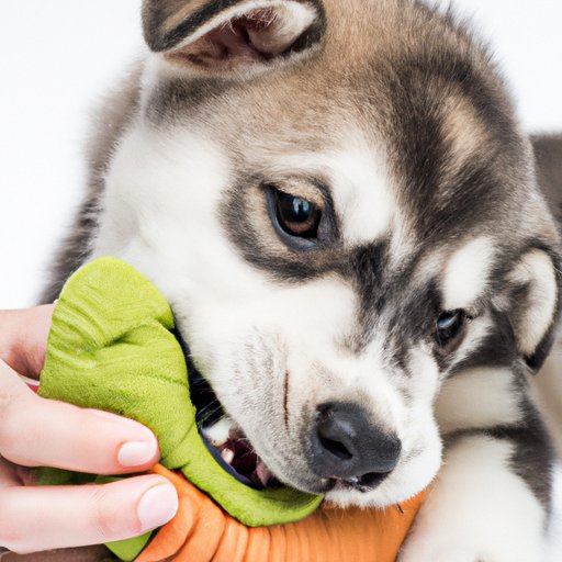 How to Stop Puppy From Biting: Tips and Tricks
