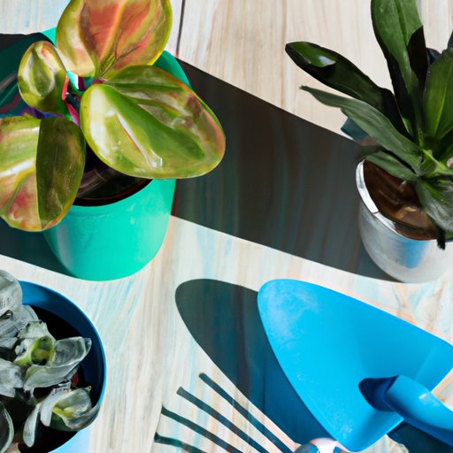 How to Take Care of Succulents: A Comprehensive Guide