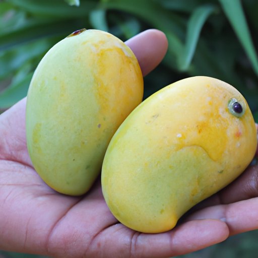 How to Tell if a Mango is Ripe: 5 Methods You Need to Know