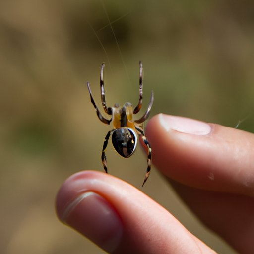 How to Treat a Spider Bite: Home Remedies, Expert Tips, and Emergency Measures