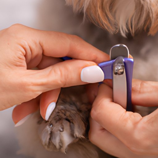 How to Trim Dog Nails: A Step-by-Step Guide for Pet Owners
