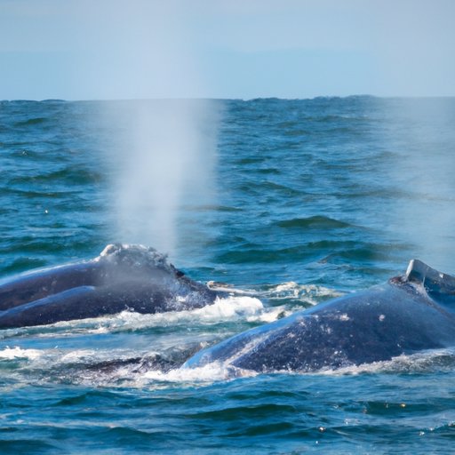 Whale Watching: A Guide for First-Time Watchers