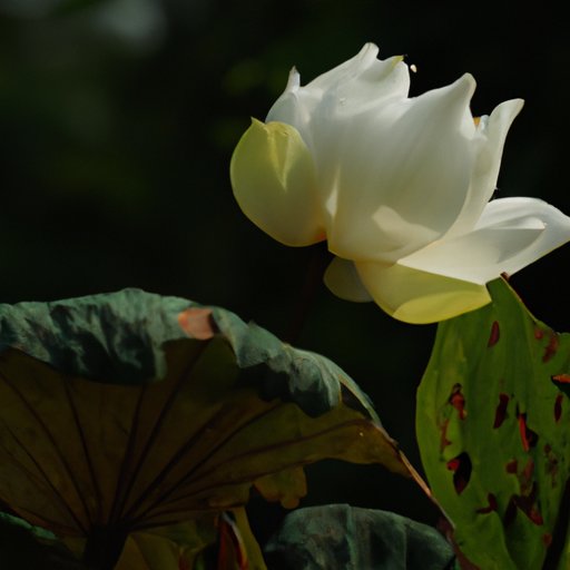 A Beginner’s Guide to Watching ‘The White Lotus’: Tips and Tricks