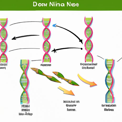 The Direction of DNA Replication: Understanding the Steps and Significance
