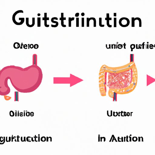 Mastering Anatomy: Understanding Where Absorption Occurs in the Human Body