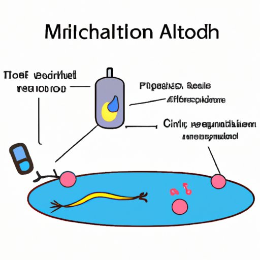 Where Does Cell Respiration Take Place? Exploring the Vital Role of Mitochondria in Energy Production