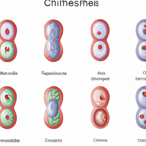 The Final Frontier: Exploring the Phase at Which Chromatids are Pulled Apart