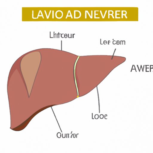 Understanding Liver Anatomy: Navigating the Abdomen to Identify Its Quadrant