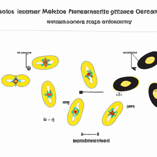 The Stage of Meiosis Where Crossing Over Occurs: A Guide to Genetic Diversity