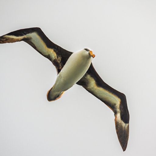 The World’s Largest Flying Bird: Exploring the Abilities, Anatomy, and Behaviors
