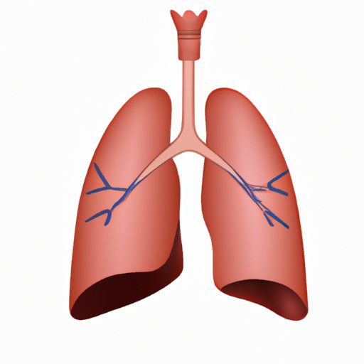 The Science Behind Lung Placement: An In-Depth Look at Where Your Lungs are Located in the Body