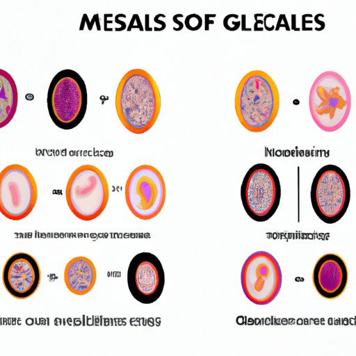 The Fascinating Role of Meiosis in Generating Gametic Cells