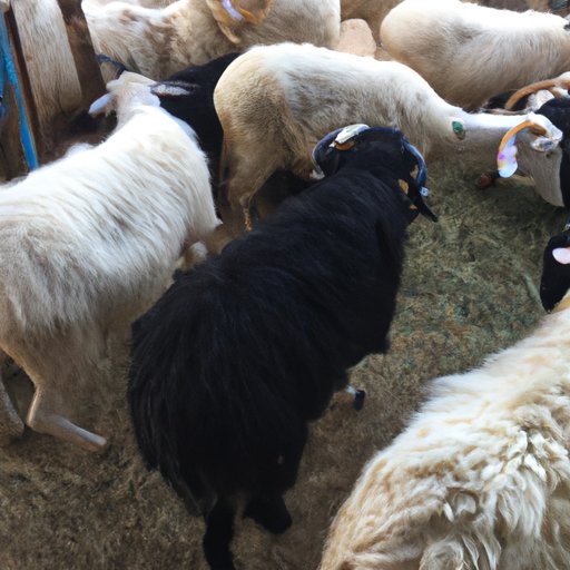 Exploring Other Sheep I Have Which Are Not of this Fold: Understanding the Benefits, Challenges, and Characteristics of Non-Local Breeds