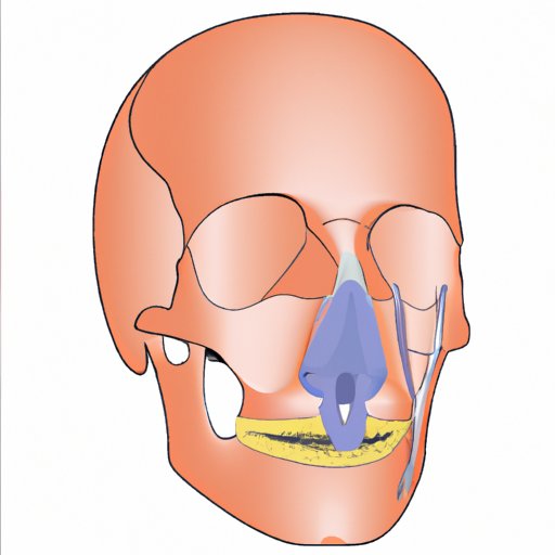 Exploring Paranasal Sinuses: Which Facial Bones Are They Found In?