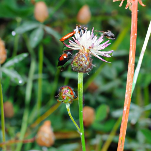 Symbiotic Relationships: How Cooperation Benefits Both Organisms Involved