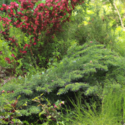 10 Shade-Loving Shrubs for Your Garden: A Guide to Creating a Lush and Vibrant Space