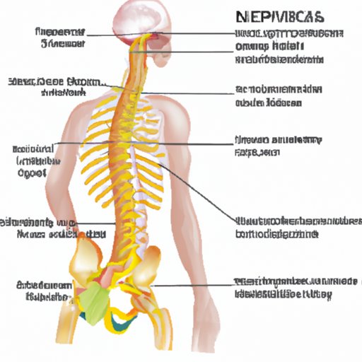 The Comprehensive Guide to the Vertebra Where Sympathetic Nerves Exit the Spinal Cord
