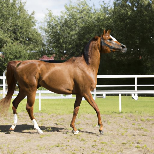 The Arabian Horse: Discovering the Rich Heritage, Unique Characteristics, and Competitive Spirit of the Breed