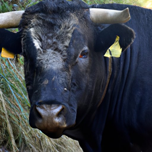 The Mighty and Misunderstood: Exploring the World of Bulls