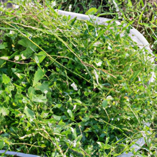 Cart Weed: Identifying and Controlling the Pesky Invader