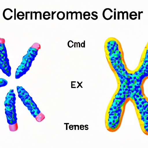 Centromeres: Understanding the Fundamental Element of Chromosomes and Beyond